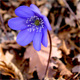 Hepatica nobilis